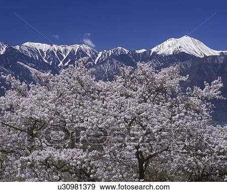 Stock Photo - Cherry blossoms and Mt. Jonen, Nagano Prefecture, Japan. Fotosearch