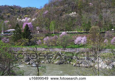 Cherry blossoms at Kamuikotan, Asahikawa city, Hokkaido Prefecture, Japan View Large Photo Image Stock Photo - Cherry blossoms at Kamuikotan, Asahikawa city, Hokkaido Prefecture, Japan. Fotosearch