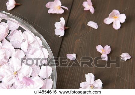Cherry blossoms floating on water View Large Photo Image Stock Photograph - Cherry blossoms floating on water. Fotosearch