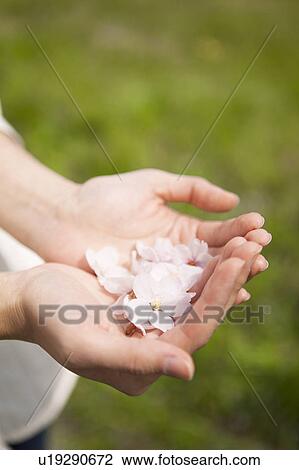 Stock Image - Cherry blossoms on woman's hands. Fotosearch