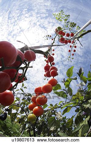 Stock Image - Cherry tomatoes, Hokkaido Prefecture, Japan. Fotosearch