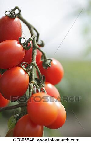 Cherry tomatoes, Hokkaido Prefecture, Japan View Large Photo Image Stock Photograph - Cherry tomatoes, Hokkaido Prefecture, Japan. Fotosearch