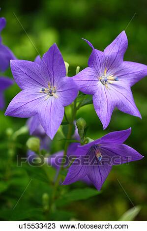 Chinese Bellflower View Large Photo Image Stock Image - Chinese Bellflower. Fotosearch