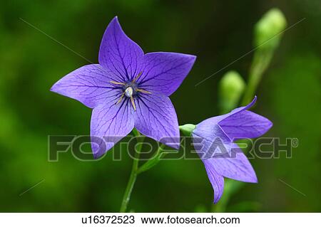 Chinese Bellflowers View Large Photo Image Stock Image - Chinese Bellflowers. Fotosearch