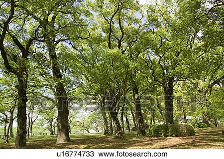 Stock Image - Cinnamomum Camphora Trees. Fotosearch