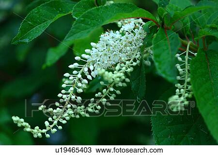 Clethra Blossoming View Large Photo Image Stock Image - Clethra Blossoming. Fotosearch