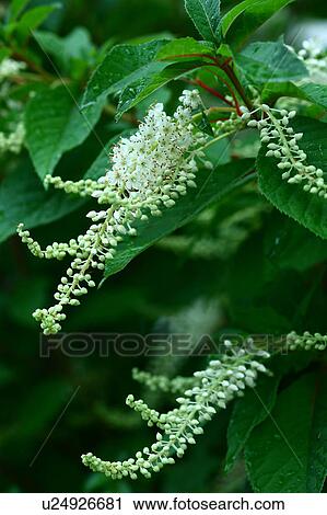 Clethra Blossoming View Large Photo Image Stock Image - Clethra Blossoming. Fotosearch