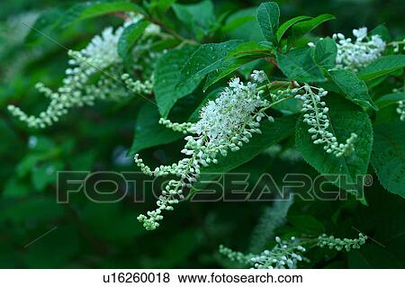 Clethra Blossoming View Large Photo Image Stock Photo - Clethra Blossoming. Fotosearch