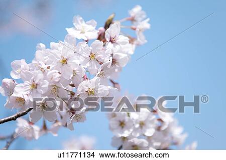 Close-up of cherry blossoms View Large Photo Image Picture - Close-up of cherry blossoms. Fotosearch