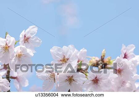 Close-up of cherry blossoms View Large Photo Image Picture - Close-up of cherry blossoms. Fotosearch