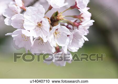 Stock Image - Close-up of cherry blossoms. Fotosearch