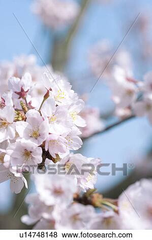 Close-up of cherry blossoms View Large Photo Image Stock Photo - Close-up of cherry blossoms. Fotosearch