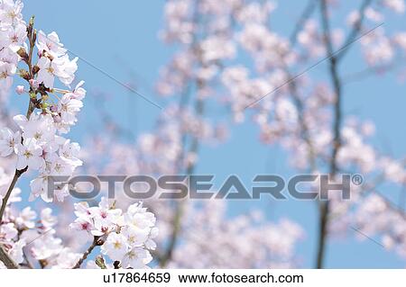 Stock Photo - Close-up of cherry blossoms. Fotosearch