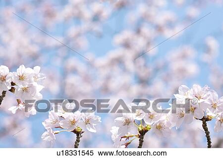 Stock Photography - Close-up of cherry blossoms. Fotosearch