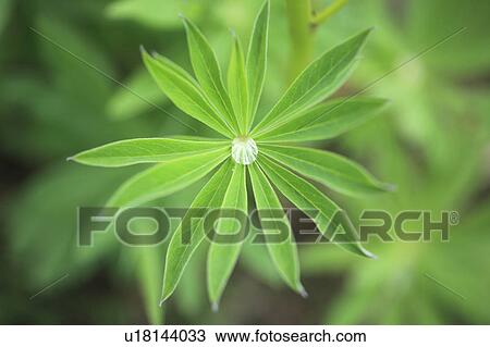 Stock Image - Close-up of Lupine's leaf, Hokkaido Prefecture, Japan. Fotosearch