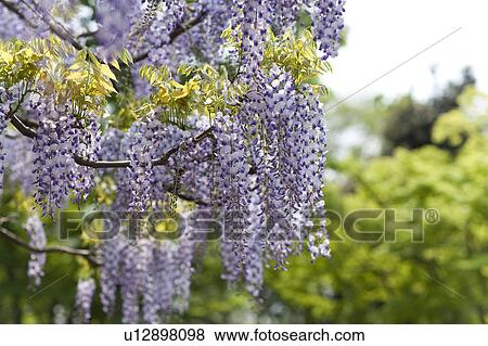 Stock Photo - Close-up of wisteria, Aichi Prefecture. Fotosearch
