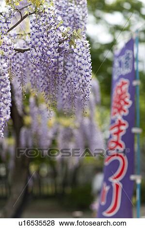 Close-up of wisteria, Aichi Prefecture View Large Photo Image Stock Photo - Close-up of wisteria, Aichi Prefecture. Fotosearch