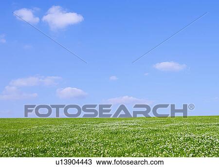 Stock Image - Clover field. Fotosearch