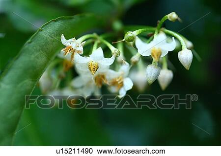 Coralberry Flowers View Large Photo Image Stock Image - Coralberry Flowers. Fotosearch