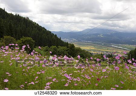 Stock Image - Cosmos Flowers and Valley in Background. Fotosearch