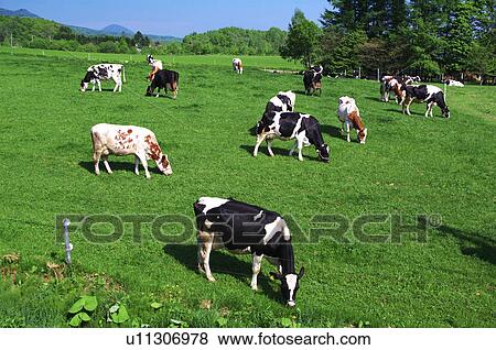 Cows grazing, Hokkaido Prefecture, Japan View Large Photo Image Stock Photo - Cows grazing, Hokkaido Prefecture, Japan. Fotosearch