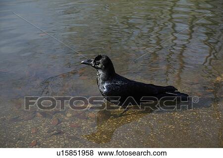 Crow in Pond View Large Photo Image Stock Photo - Crow in Pond. Fotosearch