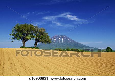 Stock Image - Cultivated land and Mt. Youtei, Hokkaido Prefecture, Japan. Fotosearch