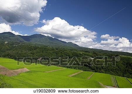 Cumulus Clouds Over Fields View Large Photo Image Stock Photo - Cumulus Clouds Over Fields. Fotosearch