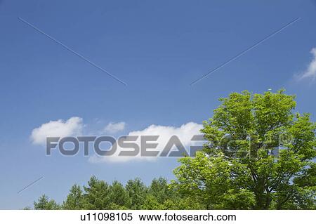 Cumulus Clouds View Large Photo Image Stock Photography - Cumulus Clouds. Fotosearch