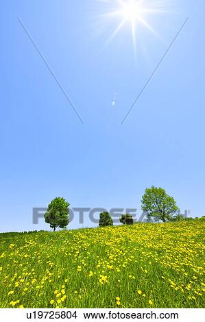 Dandelion field, Saitama Prefecture, Japan View Large Photo Image Picture - Dandelion field, Saitama Prefecture, Japan. Fotosearch