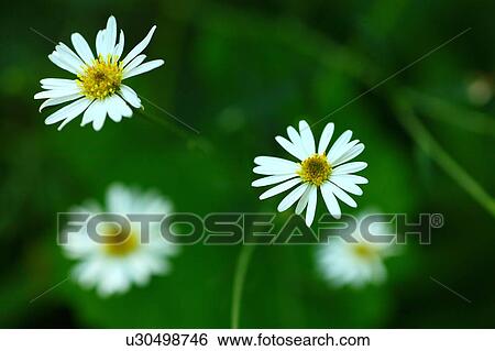 Stock Photograph - Double Japanese Aster. Fotosearch
