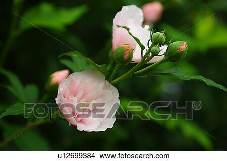 Picture - Double Layered Rose of Sharon. Fotosearch