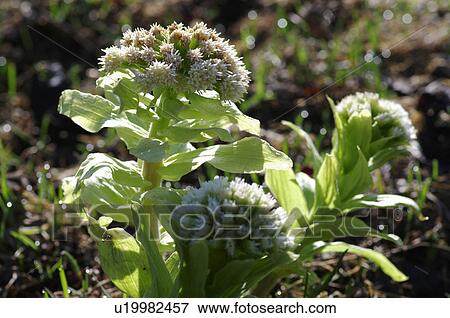 Stock Photo - Eastern skunk cabbages . Fotosearch