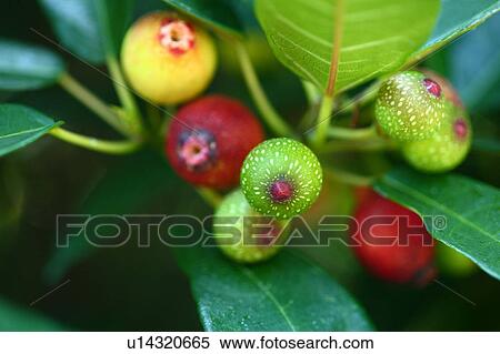 Stock Photography - Ficus erecta f. sieboldii. Fotosearch