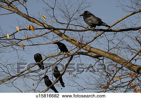 Stock Image - Flock of Crows. Fotosearch