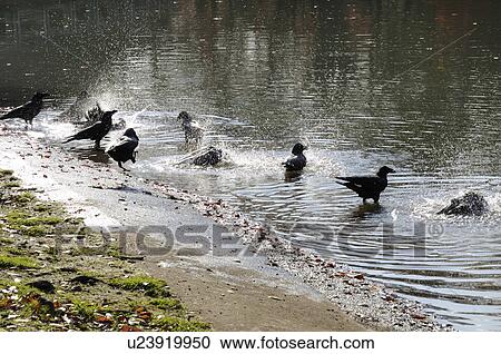 Flock of Jungle Crows Bathing View Large Photo Image Stock Image - Flock of Jungle Crows Bathing. Fotosearch