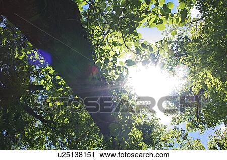 Forest, low angle view, Hokkaido Prefecture, Japan View Large Photo Image Stock Image - Forest, low angle view, Hokkaido Prefecture, Japan. Fotosearch