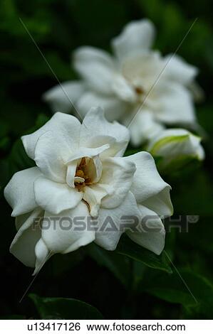 Gardenia Flowers View Large Photo Image Stock Photograph - Gardenia Flowers. Fotosearch