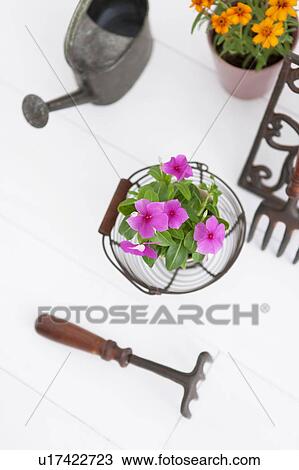 Gardening image View Large Photo Image Stock Image - Gardening image. Fotosearch