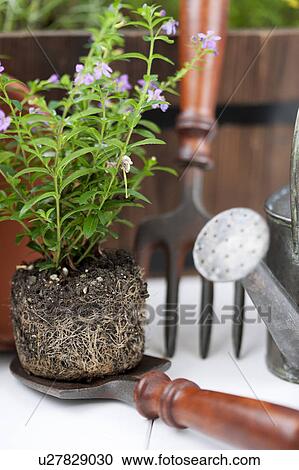 Gardening image View Large Photo Image Stock Image - Gardening image. Fotosearch