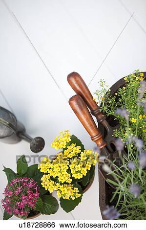 Stock Photograph - Gardening image. Fotosearch