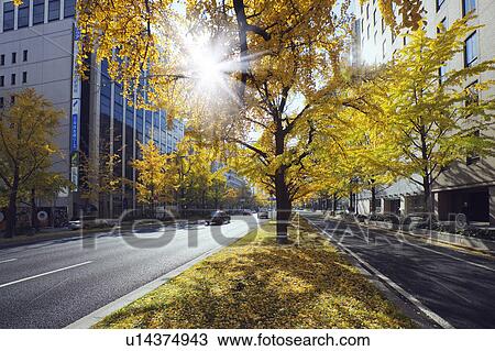 Gingko tree in Osaka city, Osaka Prefecture, Japan View Large Photo Image Stock Image - Gingko tree in Osaka city, Osaka Prefecture, Japan. Fotosearch