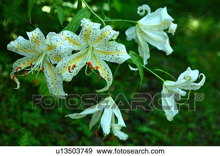 Golden-rayed Lily Flowers View Large Photo Image Stock Photo - Golden-rayed Lily Flowers. Fotosearch