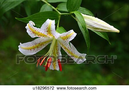 Goldenrayed Lily View Large Photo Image Stock Image - Goldenrayed Lily. Fotosearch