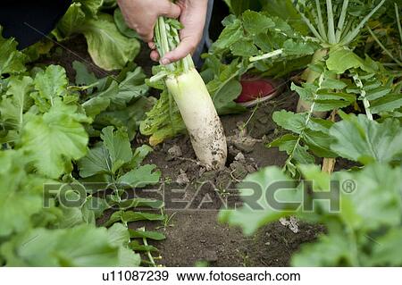 Harvesting Daikon Radish, Aichi Prefecture, Japan View Large Photo Image Stock Photo - Harvesting Daikon Radish, Aichi Prefecture, Japan. Fotosearch