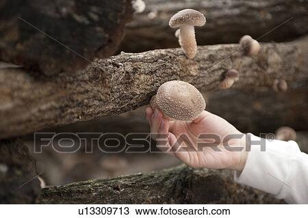Stock Image - Harvesting mushroom, Gifu Prefecture, Japan. Fotosearch