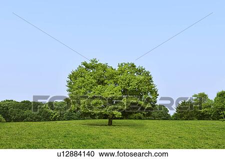 Stock Image - Heart shaped tree, Saitama Prefecture, Japan. Fotosearch