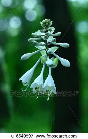 Hosta Flowers View Large Photo Image Stock Photo - Hosta Flowers. Fotosearch