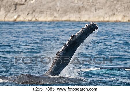 Humpback Breaching View Large Photo Image Stock Photography - Humpback Breaching. Fotosearch