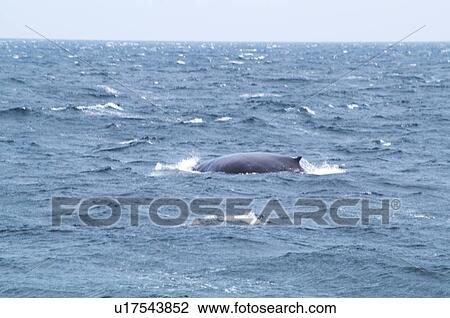 Humpback whale, Hokkaido Prefecture, Japan View Large Photo Image Stock Image - Humpback whale, Hokkaido Prefecture, Japan. Fotosearch